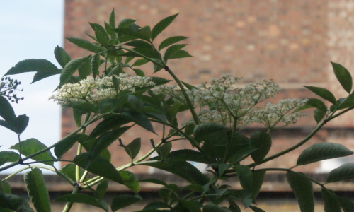 Elderflower