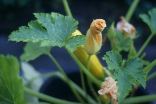 courgette plant courgette plant